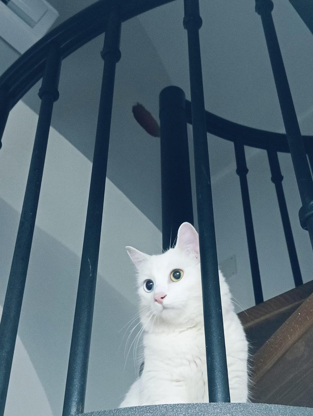 The White Cat Villa Napoli Eksteriør bilde