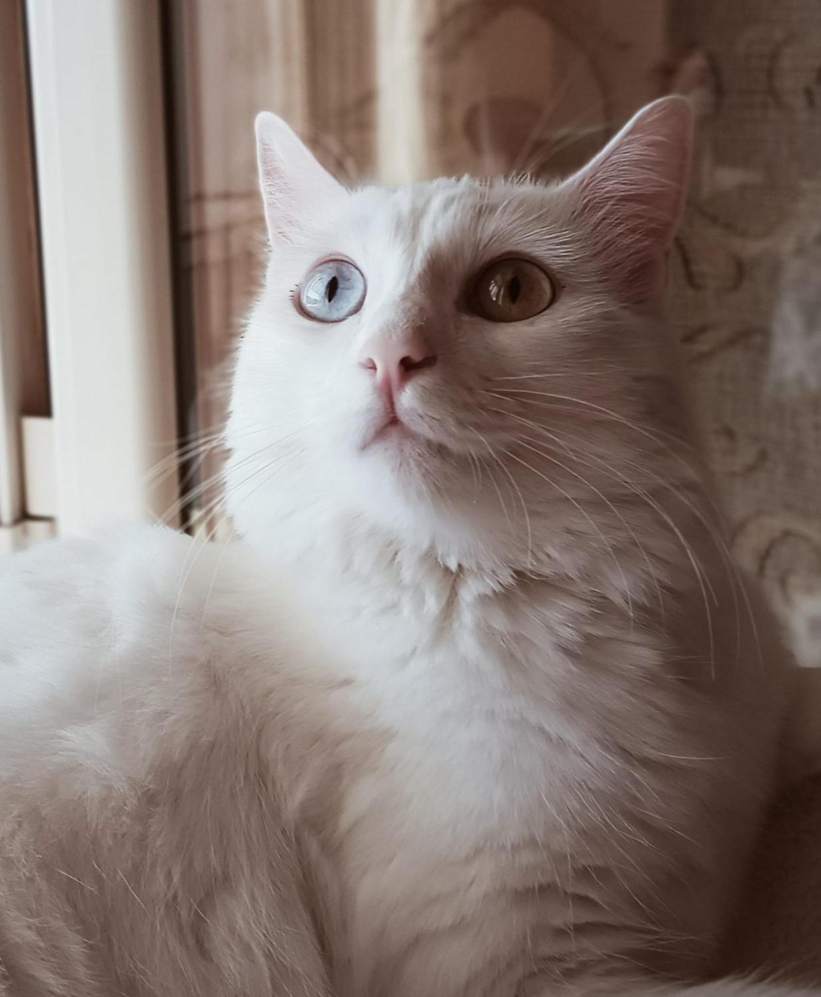 The White Cat Villa Napoli Eksteriør bilde